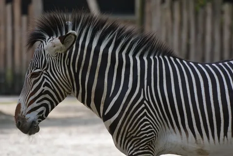 equine animals with stripes