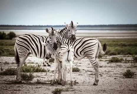 equine animals with strips