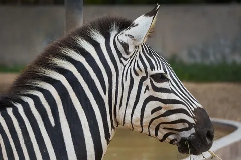 equine animals with stripes