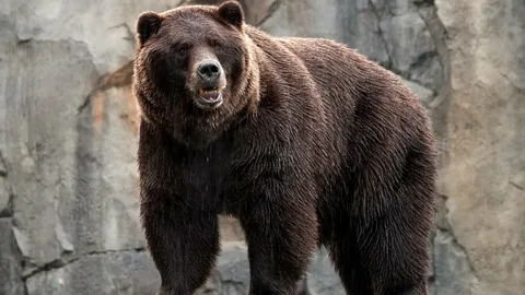 Seahawks vs Bears