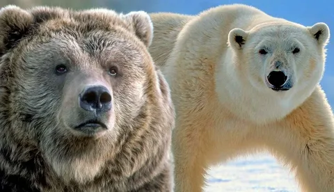Seahawks vs Bears