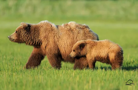 Seahawks vs Bears