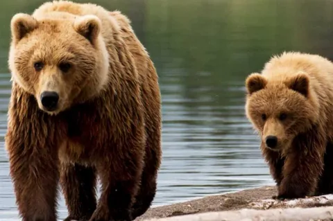 Seahawks vs Bears
