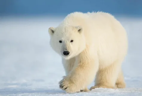 polar and bear