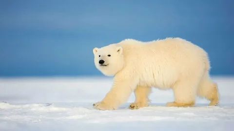polar and bear