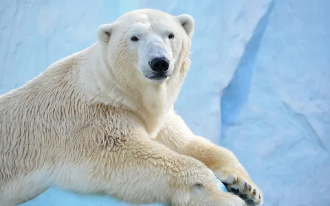 polar and bear