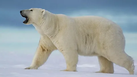 polar and bear