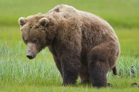 Bear Poop