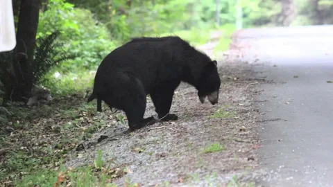 Bear Poop