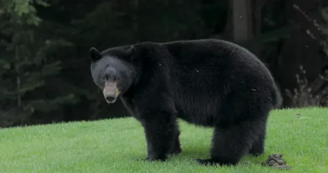 Bear Poop