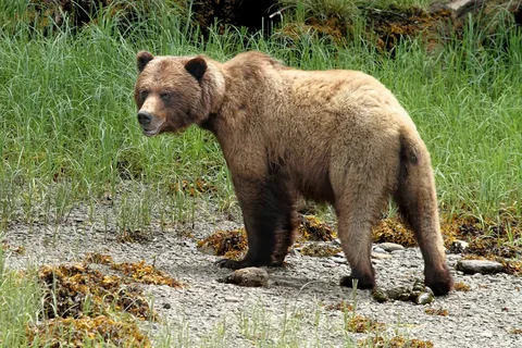 Bear Poop