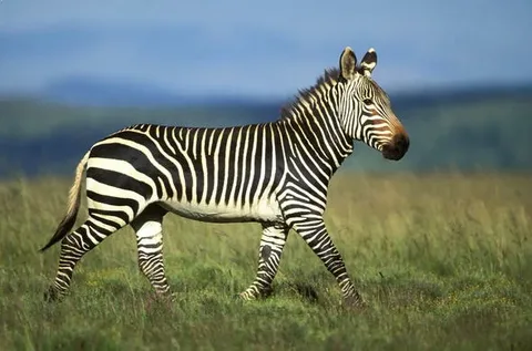 Cebras