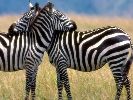 Brown Zebra