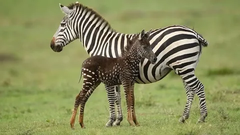 Brown Zebra