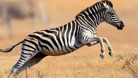 Brown Zebra