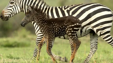 female zebra
